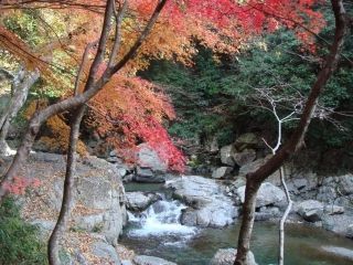 摂津峡公園の紅葉の写真３