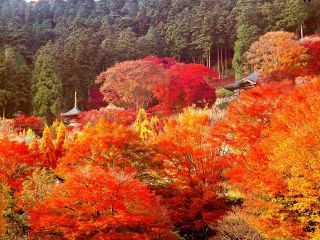 勝尾寺の紅葉写真２