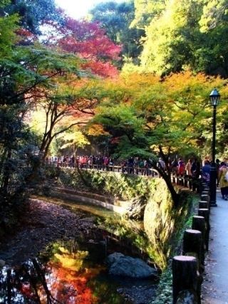 府営箕面公園の紅葉写真１