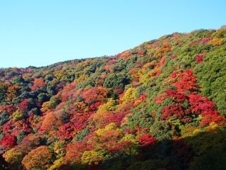 府営箕面公園の紅葉写真２