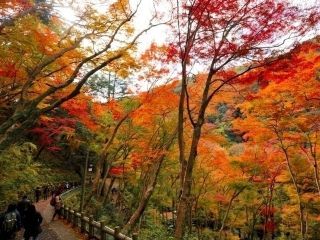 府営箕面公園の紅葉の写真３