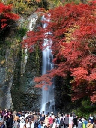 府営箕面公園の紅葉の写真４