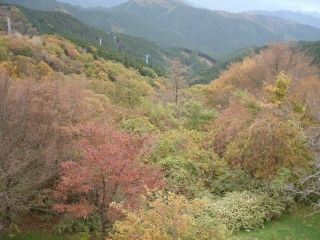 金剛山の紅葉写真２