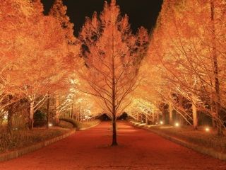 神戸市立森林植物園の紅葉の写真４