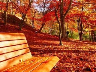 最上山公園（もみじ山）の紅葉写真２