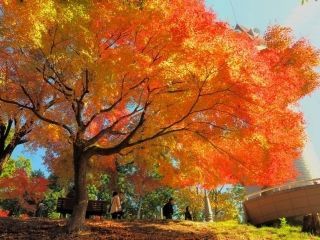 最上山公園（もみじ山）の紅葉の写真３