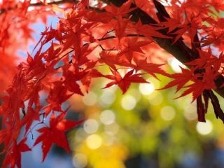 最上山公園（もみじ山）の紅葉の写真４