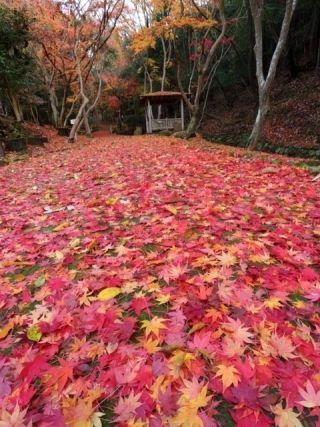 龍野公園紅葉谷の紅葉写真２