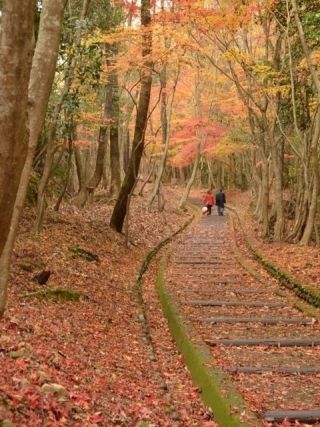 龍野公園紅葉谷の紅葉の写真４