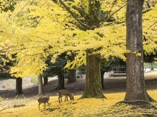 奈良公園の紅葉写真１