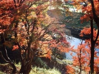 竜田川の紅葉写真２