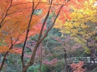 西之丸庭園（紅葉渓庭園）の紅葉の写真４