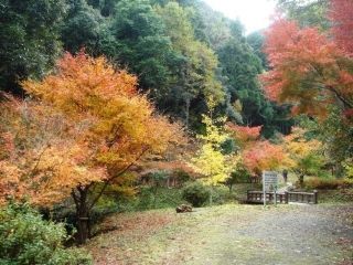 大滝川森林公園の紅葉写真１