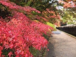 特別史跡旧閑谷学校の紅葉の写真４