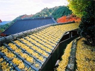 大窪寺の紅葉の写真３