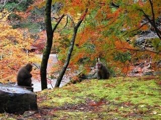 滑床渓谷の紅葉の写真３