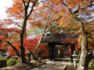 秋月城跡の紅葉写真２