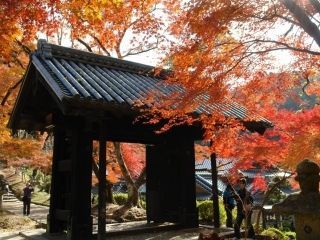 秋月城跡の紅葉の写真４