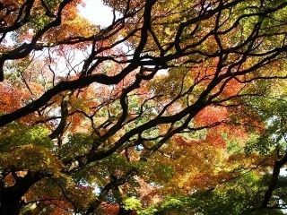 雷山千如寺大悲王院の紅葉の写真４