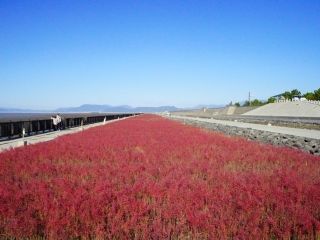 東与賀海岸シチメンソウ群生地の紅葉写真１