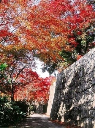 国指定史跡 岡城跡の紅葉写真２