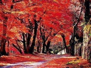 国指定史跡 岡城跡の紅葉の写真４