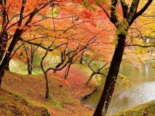 用作公園の紅葉の写真３