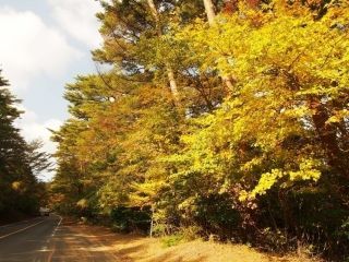 県道1号線（小林えびの高原牧園線）の紅葉写真１