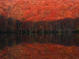 蔦沼の紅葉写真１