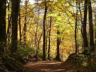 十二湖の紅葉写真２