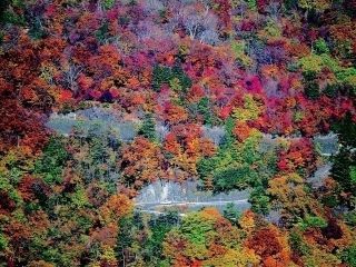 いろは坂の紅葉の写真４