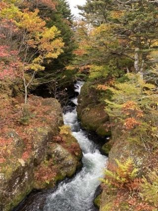 竜頭滝の紅葉の写真３