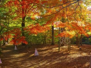 国営武蔵丘陵森林公園の紅葉写真２