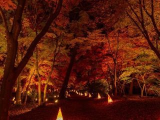国営武蔵丘陵森林公園の紅葉の写真３