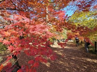 嵐山渓谷の紅葉写真１