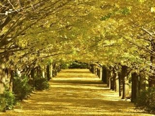 国営昭和記念公園の紅葉写真１