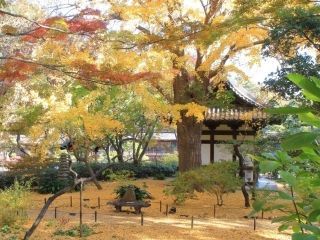 三溪園の紅葉の写真３