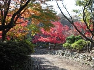 源氏山公園の紅葉写真２
