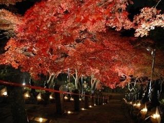大山寺の紅葉の写真4