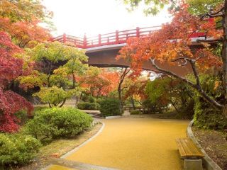 弥彦公園もみじ谷の紅葉写真２