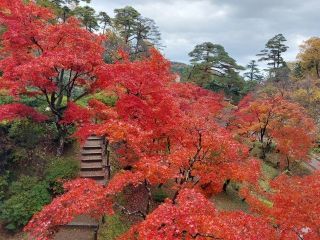 弥彦公園もみじ谷の紅葉の写真３