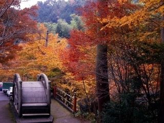 大矢田神社もみじ谷の紅葉写真２