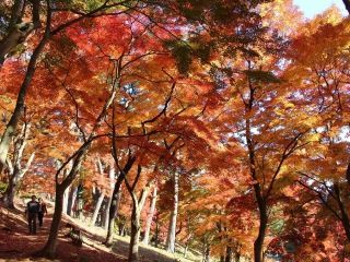 修善寺虹の郷の紅葉の写真３