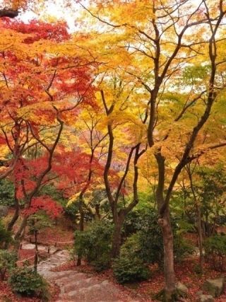 常寂光寺の紅葉の写真４