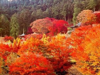 勝尾寺の紅葉写真２