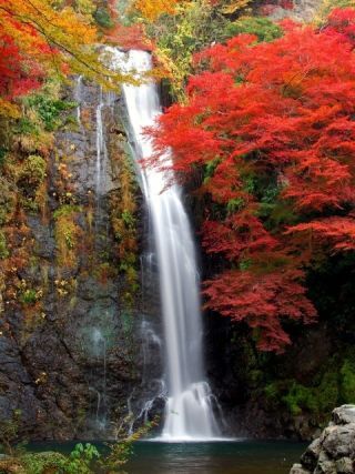 府営箕面公園の紅葉の写真４