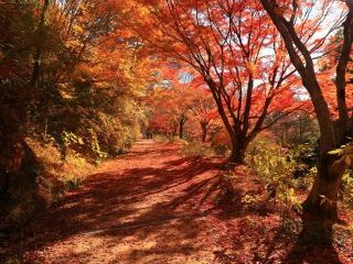 神戸市立森林植物園の紅葉写真１