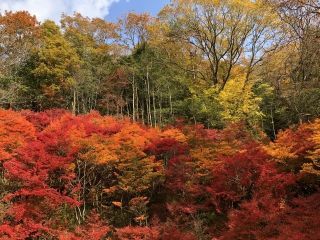 神戸市立森林植物園の紅葉の写真３