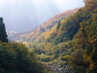 大山の紅葉の写真４