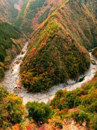 祖谷渓の紅葉写真２